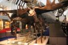 gal/Londres/Natural_History_Museum/Mammiferes/_thb_London_Natural_History_Museum213.jpg