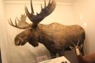 gal/Londres/Natural_History_Museum/Mammiferes/_thb_London_Natural_History_Museum215.jpg