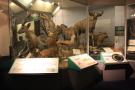 gal/Londres/Natural_History_Museum/Mammiferes/_thb_London_Natural_History_Museum218.jpg