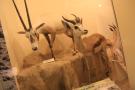 gal/Londres/Natural_History_Museum/Mammiferes/_thb_London_Natural_History_Museum219.jpg
