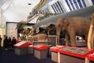 gal/Londres/Natural_History_Museum/Mammiferes/_thb_London_Natural_History_Museum222.jpg