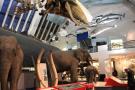 gal/Londres/Natural_History_Museum/Mammiferes/_thb_London_Natural_History_Museum223.jpg