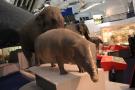 gal/Londres/Natural_History_Museum/Mammiferes/_thb_London_Natural_History_Museum224.jpg