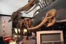 gal/Londres/Natural_History_Museum/Mammiferes/_thb_London_Natural_History_Museum225.jpg