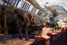 gal/Londres/Natural_History_Museum/Mammiferes/_thb_London_Natural_History_Museum227.jpg