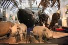 gal/Londres/Natural_History_Museum/Mammiferes/_thb_London_Natural_History_Museum230.jpg
