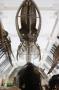 gal/Londres/Natural_History_Museum/Mammiferes/_thb_London_Natural_History_Museum231.jpg
