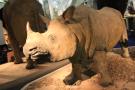 gal/Londres/Natural_History_Museum/Mammiferes/_thb_London_Natural_History_Museum232.jpg
