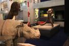 gal/Londres/Natural_History_Museum/Mammiferes/_thb_London_Natural_History_Museum233.jpg