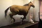 gal/Londres/Natural_History_Museum/Mammiferes/_thb_London_Natural_History_Museum234.jpg