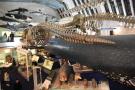 gal/Londres/Natural_History_Museum/Mammiferes/_thb_London_Natural_History_Museum236.jpg