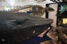 gal/Londres/Natural_History_Museum/Mammiferes/_thb_London_Natural_History_Museum237.jpg