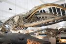 gal/Londres/Natural_History_Museum/Mammiferes/_thb_London_Natural_History_Museum238.jpg