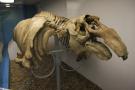 gal/Londres/Natural_History_Museum/Mammiferes/_thb_London_Natural_History_Museum240.jpg