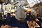 gal/Londres/Natural_History_Museum/Mammiferes/_thb_London_Natural_History_Museum242.jpg
