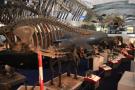 gal/Londres/Natural_History_Museum/Mammiferes/_thb_London_Natural_History_Museum246.jpg