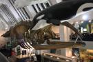 gal/Londres/Natural_History_Museum/Mammiferes/_thb_London_Natural_History_Museum250.jpg