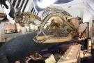 gal/Londres/Natural_History_Museum/Mammiferes/_thb_London_Natural_History_Museum252.jpg