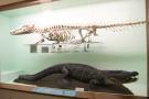 gal/Londres/Natural_History_Museum/Mammiferes/_thb_London_Natural_History_Museum254.jpg