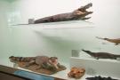 gal/Londres/Natural_History_Museum/Mammiferes/_thb_London_Natural_History_Museum255.jpg