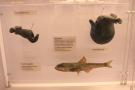 gal/Londres/Natural_History_Museum/Mammiferes/_thb_London_Natural_History_Museum258.jpg