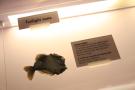 gal/Londres/Natural_History_Museum/Mammiferes/_thb_London_Natural_History_Museum259.jpg
