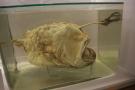 gal/Londres/Natural_History_Museum/Mammiferes/_thb_London_Natural_History_Museum261.jpg
