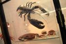 gal/Londres/Natural_History_Museum/Mammiferes/_thb_London_Natural_History_Museum266.jpg