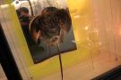 gal/Londres/Natural_History_Museum/Mammiferes/_thb_London_Natural_History_Museum267.jpg