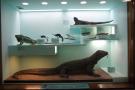 gal/Londres/Natural_History_Museum/Mammiferes/_thb_London_Natural_History_Museum269.jpg