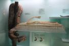 gal/Londres/Natural_History_Museum/Mammiferes/_thb_London_Natural_History_Museum270.jpg