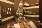 gal/Londres/Natural_History_Museum/Mammiferes/_thb_London_Natural_History_Museum274.jpg