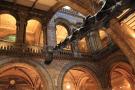 gal/Londres/Natural_History_Museum/_thb_London_Natural_History_Museum034.jpg