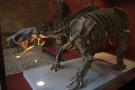 gal/Londres/Natural_History_Museum/_thb_London_Natural_History_Museum041.jpg