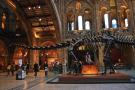 gal/Londres/Natural_History_Museum/_thb_London_Natural_History_Museum043.jpg