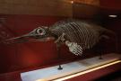 gal/Londres/Natural_History_Museum/_thb_London_Natural_History_Museum044.jpg