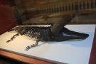gal/Londres/Natural_History_Museum/_thb_London_Natural_History_Museum048.jpg
