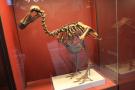 gal/Londres/Natural_History_Museum/_thb_London_Natural_History_Museum049.jpg