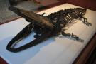 gal/Londres/Natural_History_Museum/_thb_London_Natural_History_Museum051.jpg