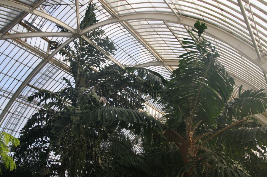 gal/Londres/Royal_Botanic_Gardens_-_Kew/Palm_House/Palm_House_Kew_Gardens11.jpg