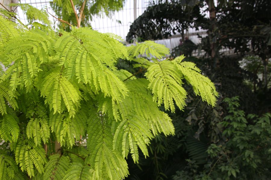 gal/Londres/Royal_Botanic_Gardens_-_Kew/Palm_House/Palm_House_Kew_Gardens12.jpg