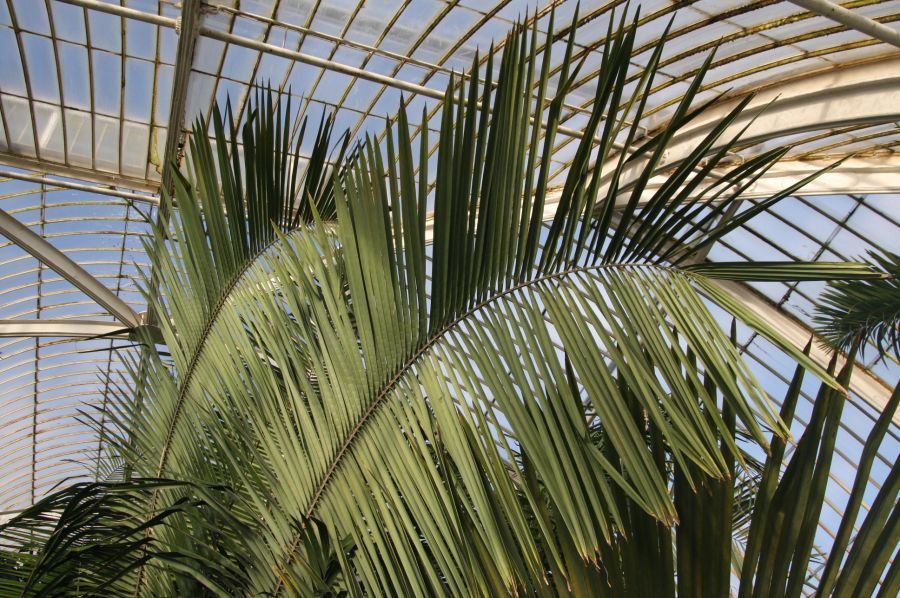 gal/Londres/Royal_Botanic_Gardens_-_Kew/Palm_House/Palm_House_Kew_Gardens18.jpg