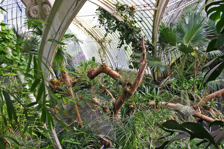 gal/Londres/Royal_Botanic_Gardens_-_Kew/Palm_House/Palm_House_Kew_Gardens25.jpg