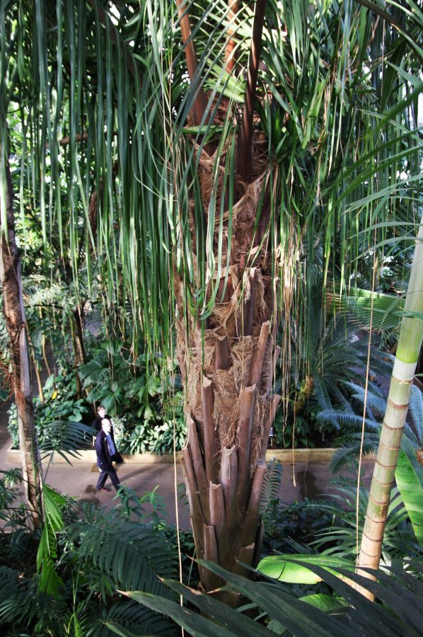 gal/Londres/Royal_Botanic_Gardens_-_Kew/Palm_House/Palm_House_Kew_Gardens26.jpg