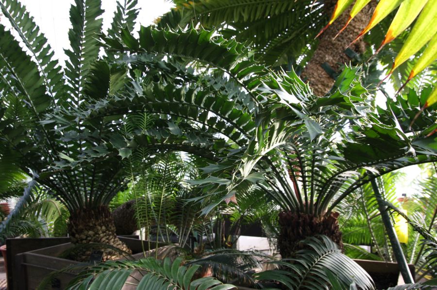 gal/Londres/Royal_Botanic_Gardens_-_Kew/Palm_House/Palm_House_Kew_Gardens33.jpg