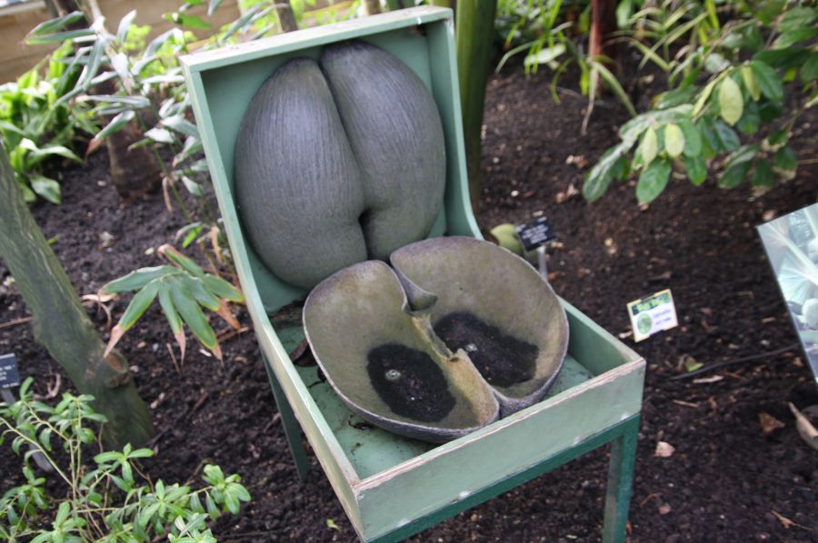gal/Londres/Royal_Botanic_Gardens_-_Kew/Palm_House/Palm_House_Kew_Gardens35.jpg