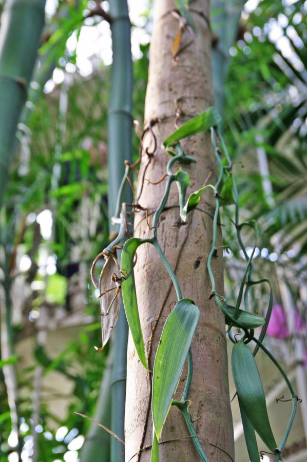 gal/Londres/Royal_Botanic_Gardens_-_Kew/Palm_House/Palm_House_Kew_Gardens39.jpg