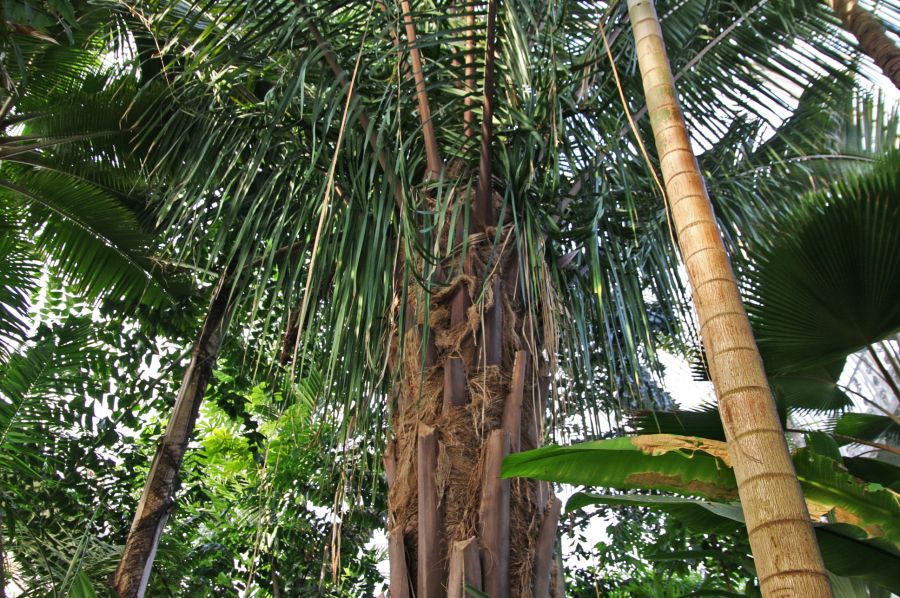 gal/Londres/Royal_Botanic_Gardens_-_Kew/Palm_House/Palm_House_Kew_Gardens67.jpg