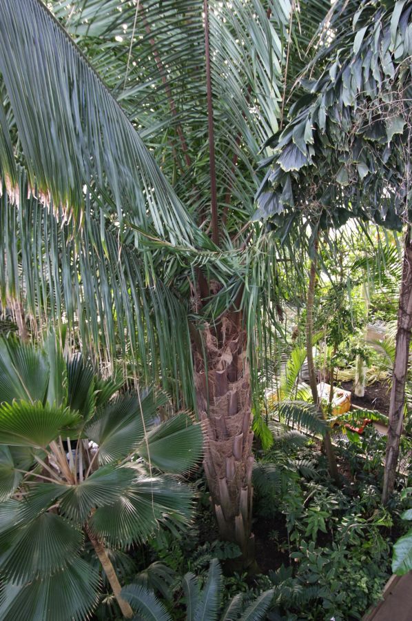 gal/Londres/Royal_Botanic_Gardens_-_Kew/Palm_House/Palm_House_Kew_Gardens71.jpg