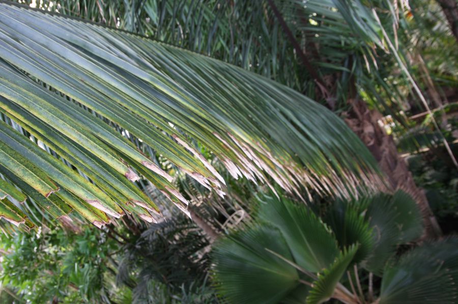 gal/Londres/Royal_Botanic_Gardens_-_Kew/Palm_House/Palm_House_Kew_Gardens72.jpg
